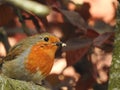 Robin in the garden Royalty Free Stock Photo