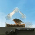 Robin red breast bird feeder Royalty Free Stock Photo