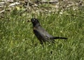 Robin Got A Grub Royalty Free Stock Photo