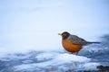 Robin on the ground digging and searching for food Royalty Free Stock Photo