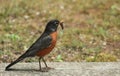 Robin with Grub Royalty Free Stock Photo