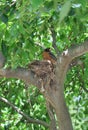 Robin in her nest Royalty Free Stock Photo