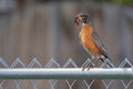 Robin Holding an Earthworm on a Fence