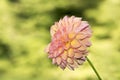 Robin Hood Dahlia Flowers Side View Royalty Free Stock Photo