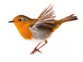 Ai Generated illustration Wildlife Concept of Robin isolated Royalty Free Stock Photo