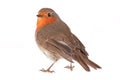 Robin Royalty Free Stock Photo