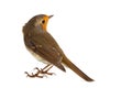 Robin isolated on a white background. European robin Erithacus rubecula
