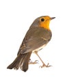 Robin isolated on a white background. European robin Erithacus rubecula Royalty Free Stock Photo