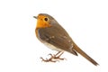 Robin isolated on a white background. European robin Erithacus rubecula