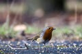 A robin in isolation zoom view eating seeds on the ground