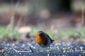 A robin in isolation zoom view eating seeds on the ground