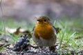 A robin in isolation zoom view eating seeds on the ground