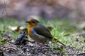 A robin in isolation zoom view eating seeds on the ground