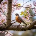Robin perched on a cherry blossom tree branch bird Royalty Free Stock Photo