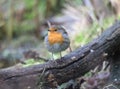 Robin on a log fluffed up on a cold winter day