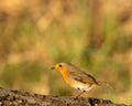 Robin Redbreast perched on log with blurred green background Royalty Free Stock Photo