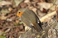 A Robin look without suspicion who are photographing