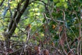 Robin looking alert perched on a tree on an autumn day