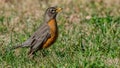 Robin looking for food in a Tennessee yard