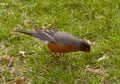 Robin looking at the ground