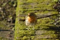 Robin , looking nice, lovely bird