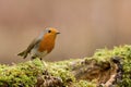 Robin Royalty Free Stock Photo