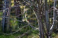 Scotland: European Robin 