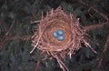 Robin Nest with Eggs Royalty Free Stock Photo