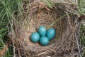 Robin Nest with Eggs