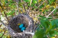 Robin Nest with Eggs