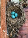 American Robin Nest With Three Eggs Royalty Free Stock Photo