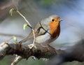 Robin next to spring buds Royalty Free Stock Photo