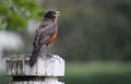 Robin-open beak fence post