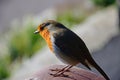 Robin on a park bench, Weymouth.