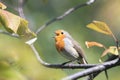 Robin in the Park sits among the branches