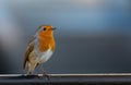 robin pearched on black railing Royalty Free Stock Photo