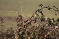 Robin perched on a bramble on an autumn day