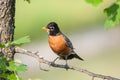 Robin Perched on a Branch Royalty Free Stock Photo