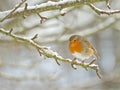 Robin perched on the branch of an apple tree. Royalty Free Stock Photo