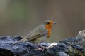 Robin perched on a branch feeding in the woods Royalty Free Stock Photo