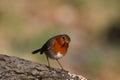 Robin perched on a branch feeding in the woods Royalty Free Stock Photo