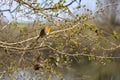 Robin perched on a branch in spring