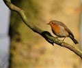 Robin perched on branch in winter sunshine Royalty Free Stock Photo