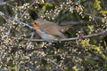 Robin perched on a bush in early spring