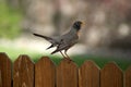 Robin Perched On Fence