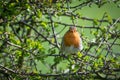 Nosey robin in hedge Royalty Free Stock Photo