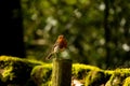 A Robin perched on a post in a wood on a late spring day Royalty Free Stock Photo