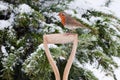 Robin Perched Sideways on Spade Handle