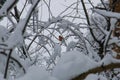 Robin perched on a small branch in the white after a snowfall Royalty Free Stock Photo