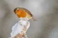 Robin perched on snow covered post